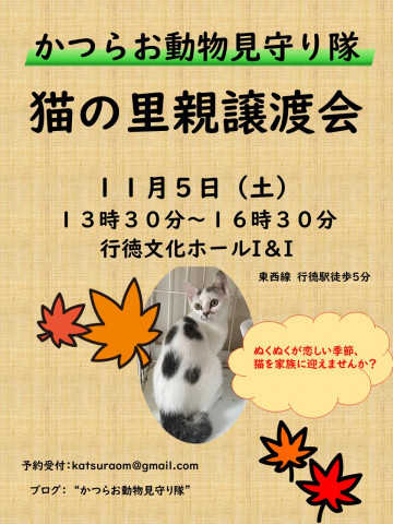 猫の里親譲渡会