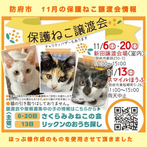 保護ねこ譲渡会