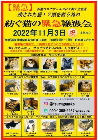 紡ぐ猫の緊急譲渡会