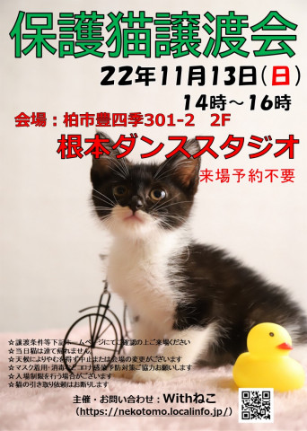 【柏市】11/13(日)根本ダンススタジオ保護猫譲渡会