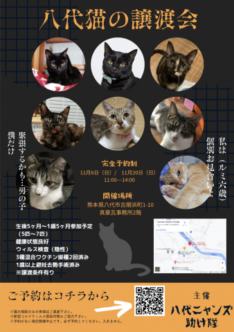 八代猫の譲渡会