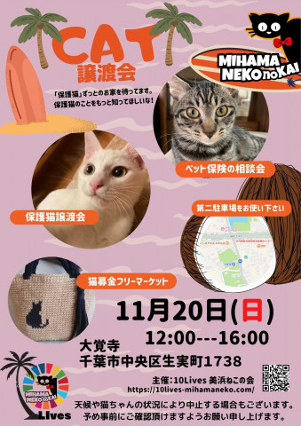 ねこの譲渡会