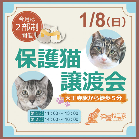 保護ねこの家譲渡会 in 天王寺