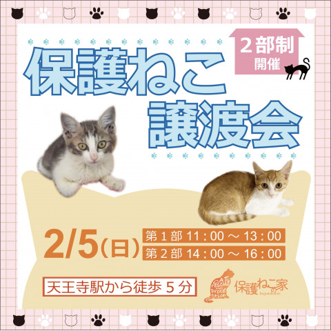 保護ねこの家譲渡会 in 天王寺