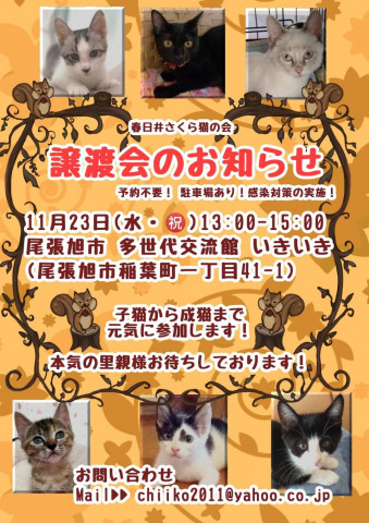 保護猫譲渡会at いきいき