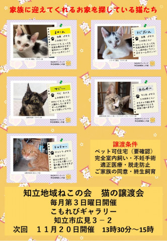 知立地域ねこの会　猫の譲渡会