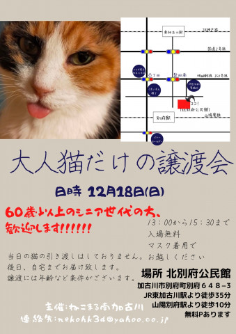 大人猫さんだけの譲渡会