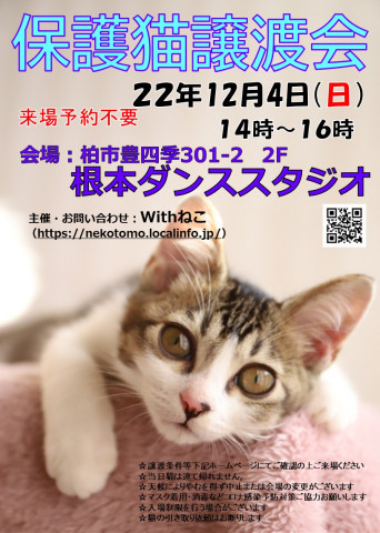 【柏市】12/4（日）根本ダンススタジオ保護猫譲渡会