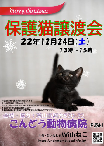 【流山市】12/24（土）こんどう動物病院保護猫譲渡会