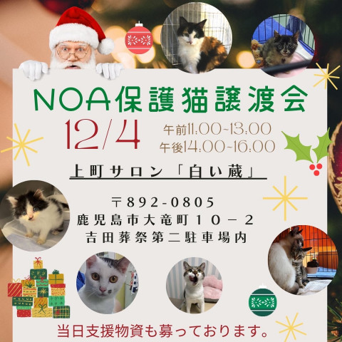 NOA鹿児島保護猫譲渡会