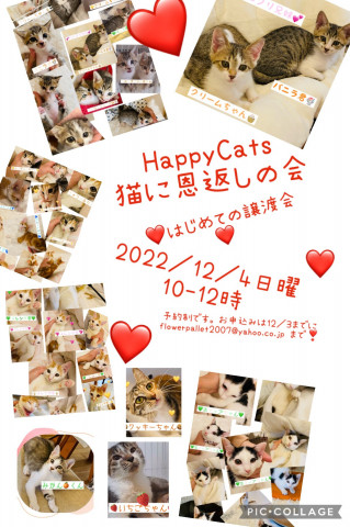 HappyCats〜猫に恩返しの会〜保護猫譲渡会〜アイドルたちのずっとのおうち探し