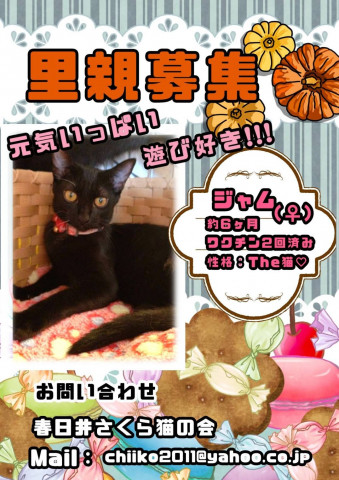 保護猫譲渡会in小牧！