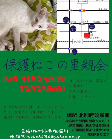 12月25日(日)保護ねこの里親会