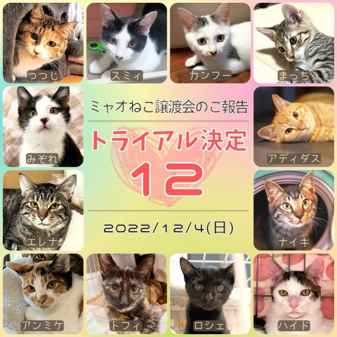 ミャオねこ譲渡会◆高田馬場