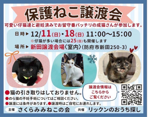 保護ねこ譲渡会