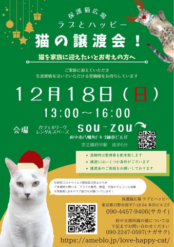 ラブとハッピー 猫の譲渡会