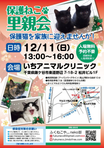 鎌ケ谷開催！保護ねこ里親会