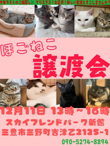 保護猫譲渡会