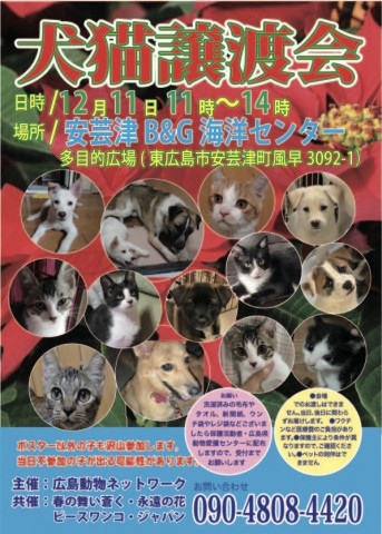 犬猫譲渡会