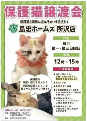 ねこかつ保護猫譲渡会@所沢