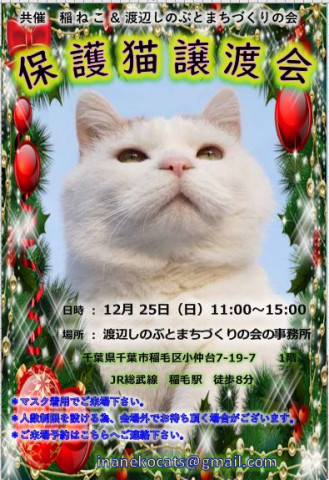 稲ねこ　保護猫譲渡会