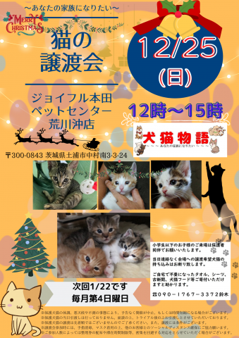 猫の譲渡会～あなたの家族になりたい！～