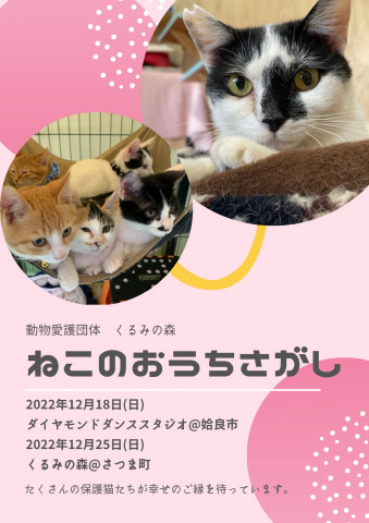 くるみの森の保護猫マッチング譲渡会