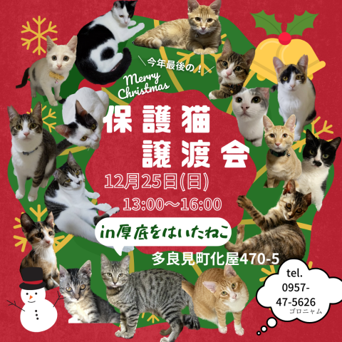 保護猫譲渡会 in 厚底をはいたねこ