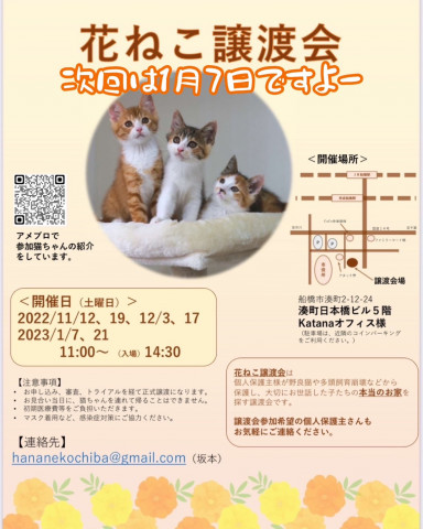 花ねこ譲渡会