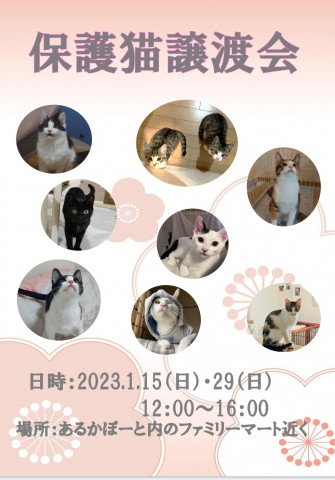 保護猫譲渡会in下関