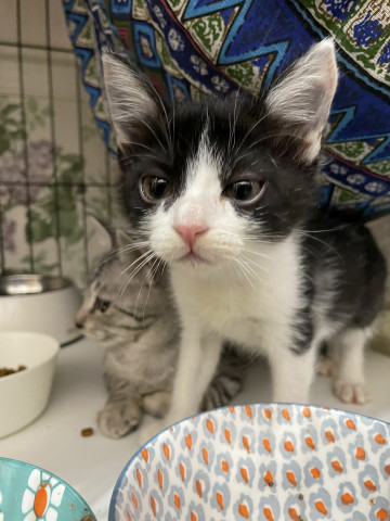 子猫だらけの保護猫譲渡会