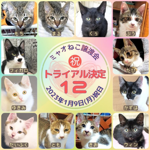 ミャオねこ譲渡会◆高田馬場