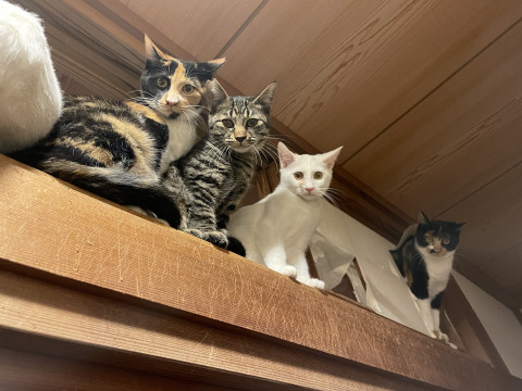 猫の里親会 in つくば  茨城県　開催時間は12時‼️からです