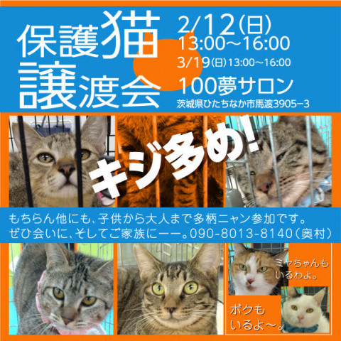 保護猫譲渡会！茨城県ひたちなか市100夢サロンにて