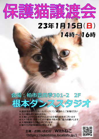 【柏市】1/15（日）根本ダンススタジオ保護猫譲渡会