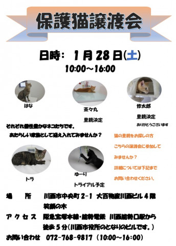 保護猫譲渡会