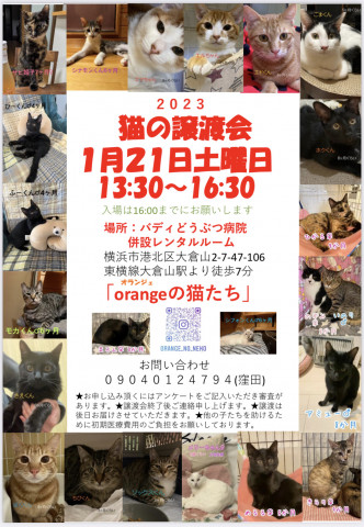 orangeの猫たちの譲渡会in横浜