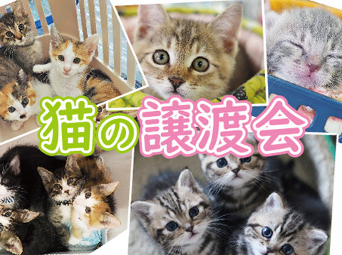 子猫もいる25匹の譲渡会／愛知県みよし市