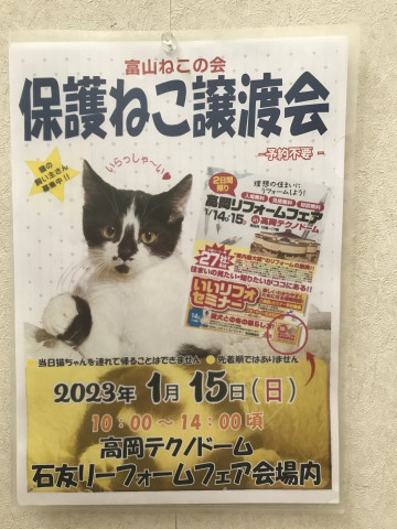 保護ねこ譲渡会