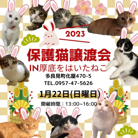 保護猫譲渡会　in 厚底をはいたねこ