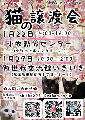 小牧にて保護猫譲渡会