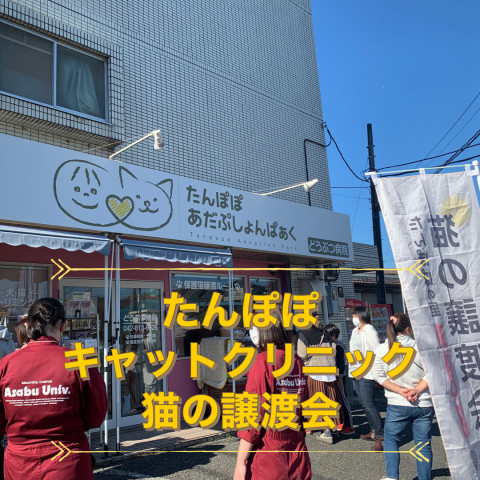 たんぽぽキャットクリニック 保護猫の譲渡会