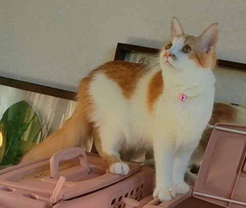 おきなわ美ら猫譲渡会🐈昭和区