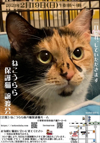 ねこうらら 保護猫譲渡会