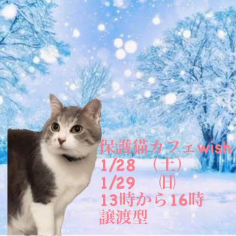 保護猫カフェwish（譲渡型）