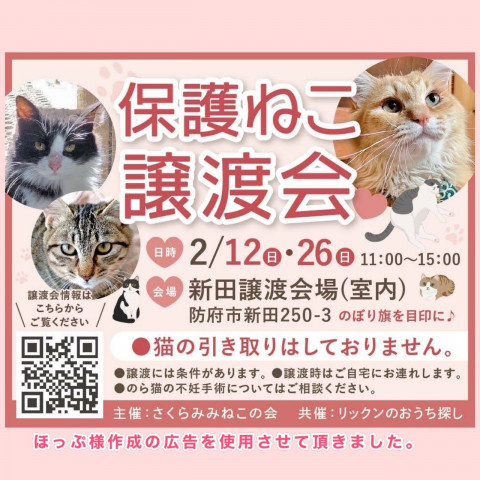 保護ねこ譲渡会