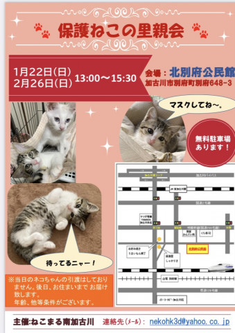 2/26保護ねこの里親会