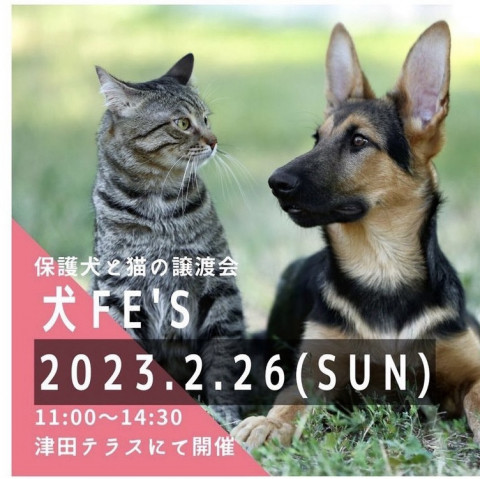 犬Fes 保護犬猫の譲渡会