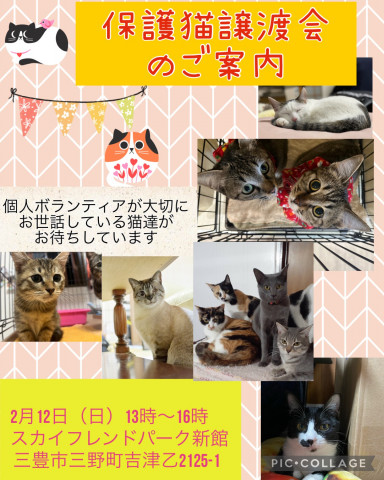 保護猫譲渡会