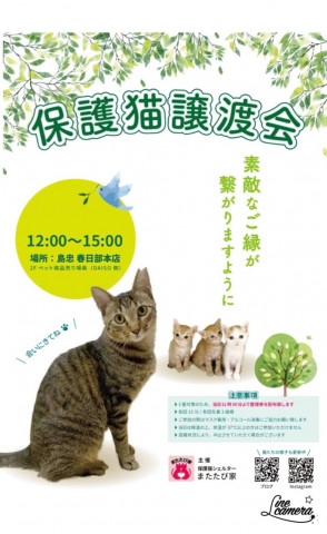 保護猫の譲渡会★島忠春日部本店